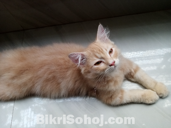 Persian cat